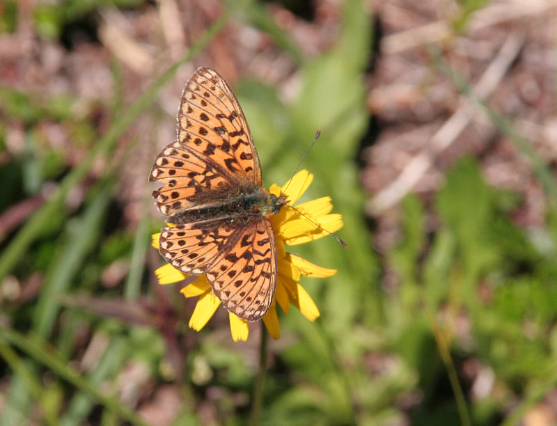 Boloria euphrosyne